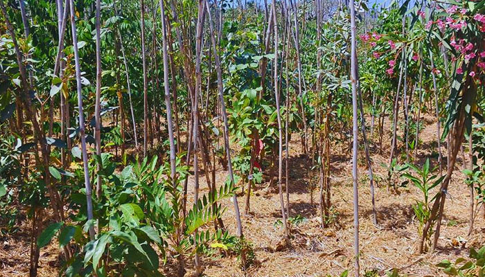 Plantation Drive in bangalore