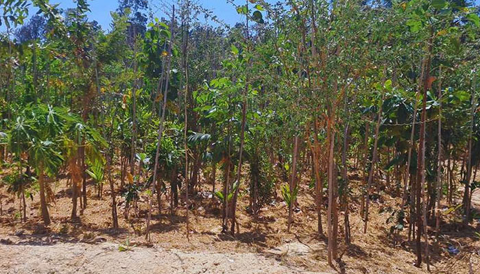 Plantation Drive in bangalore